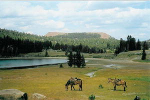 Mules at Draggin Ass Pass