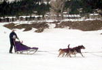 Shanna, Junior Musher