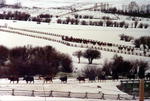 Spring cattle drive